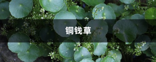 多肉铜钱草…开花后赶紧剪，否则立马死翘翘了！