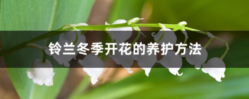 铃兰冬季开花的养护方法