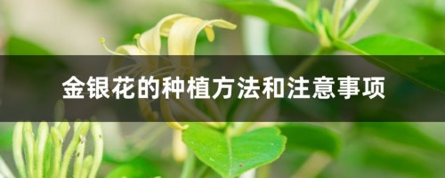 金银花的种植方法和注意事项，每亩种植多少株