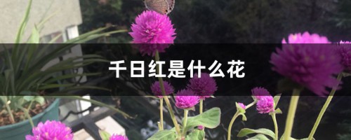 千日红是什么花