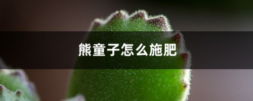 熊童子怎么施肥？